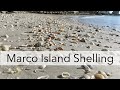 Low Tide Shelling in Marco Island Florida. My secret spot that you can only get to at low tide!