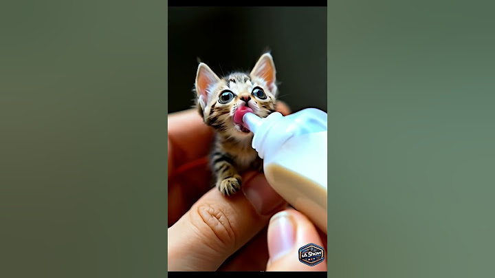 "Gatinho Bebê Tomando Mamadeira: Fofura Máxima em 6 Segundos! 🍼🐱"