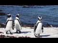 #penguins of #BettysBay, #southafrica
