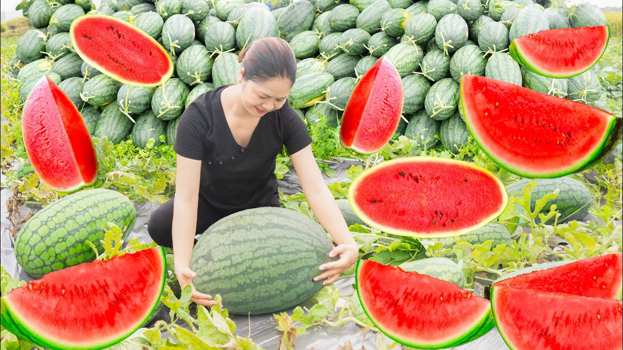 Harvesting Watermelon | How To Make Best Watermelon Jelly In The Countryside| Go To Market Sell