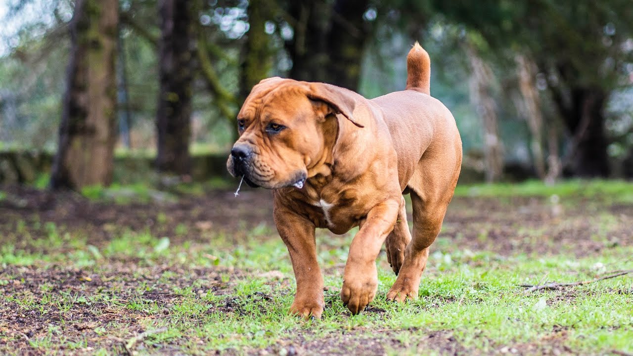 South African Protection Training Boerboel Dog