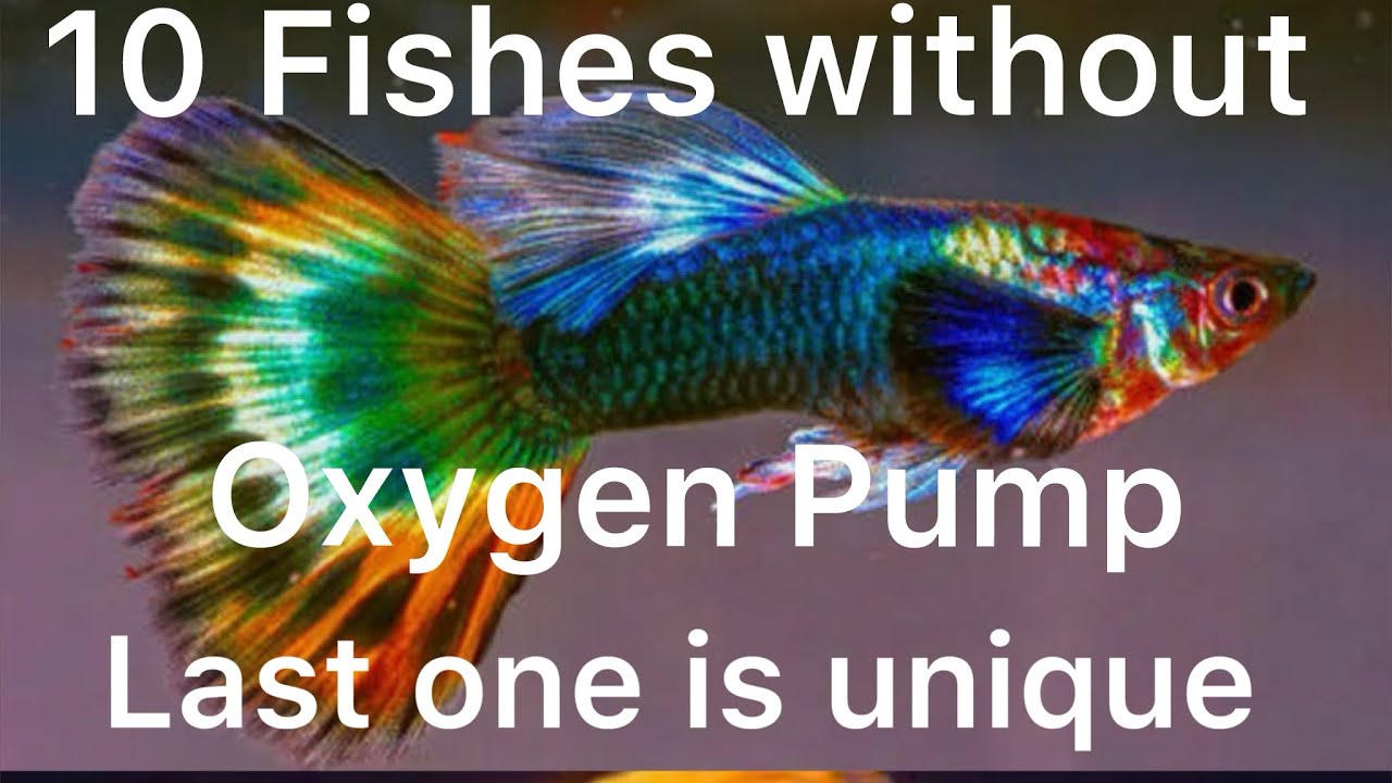Top 10 Fish Without Oxygen Pump aquariumfish bettafish fish YouTube