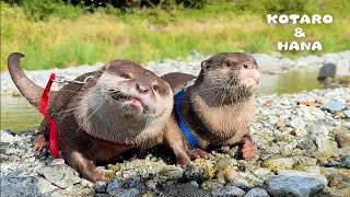 誰もいない川でカワウソを自由に泳がせてみたら最高すぎた　Otters Unleashed River Swimming Extravaganza