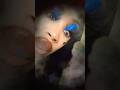 YANG 4. Daer Izak - Silly Seditions (Official Music Video) / Rap Fame (App) = 6ix9ine, SCUMGANG #200