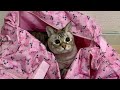 かばんに隠れる猫が可愛すぎた