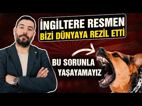 Video: Veterinere Sorun: Köpeğim Neden Kısırlaştırıldıktan Sonra Bile İşaretleniyor?