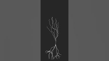 Single pyramidal cell growth simulation using BioDynaMo