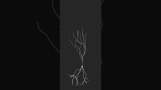 Single pyramidal cell growth simulation using BioDynaMo