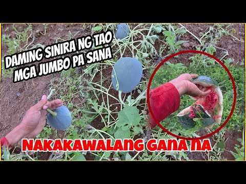 DAMI NAMING HIRAP DITO, sisirain lang