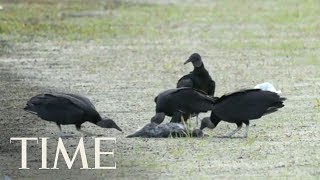 Florida Vacation Home Invaded By Dozens Of Vomiting Vultures | TIME