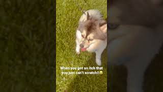 Think I need a back scratcher! 😭 #viral #shorts #funny