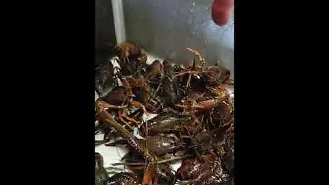 Crawfish from Missouri