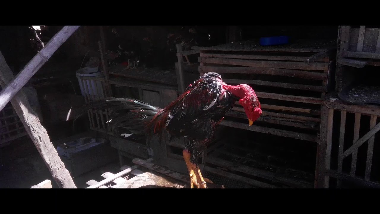 Ternak ayam Bangkok x saigon. 
