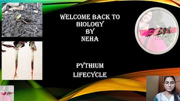 Pythium Lifecycle | Damping off of seedlings | B.Sc, M.Sc. | Biology By Neha 🌻|