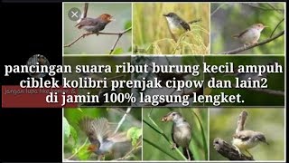 Suara pikat burung ribut 100% ampuh buat mikat .