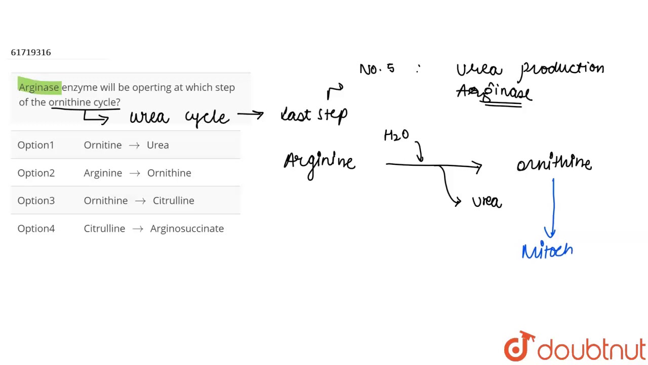 Arginase enzyme will be operting at which step of the ornithine cycle?