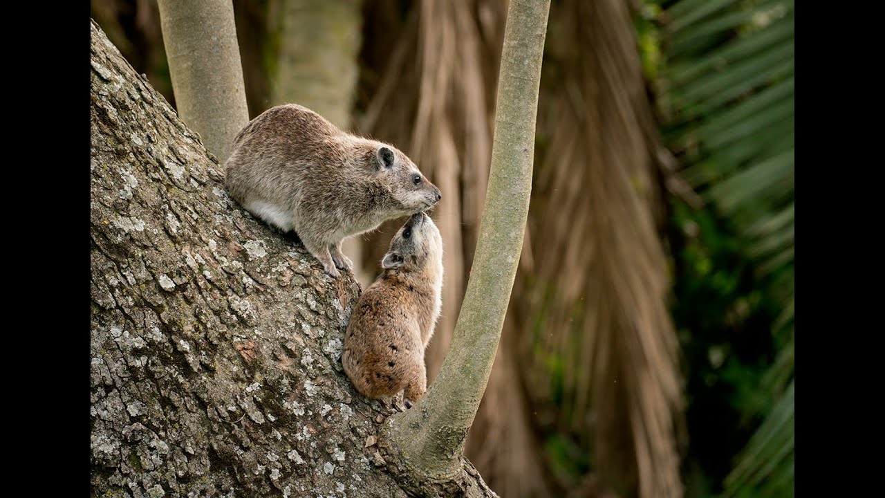 Young Tree Hyrax Playing with Mother