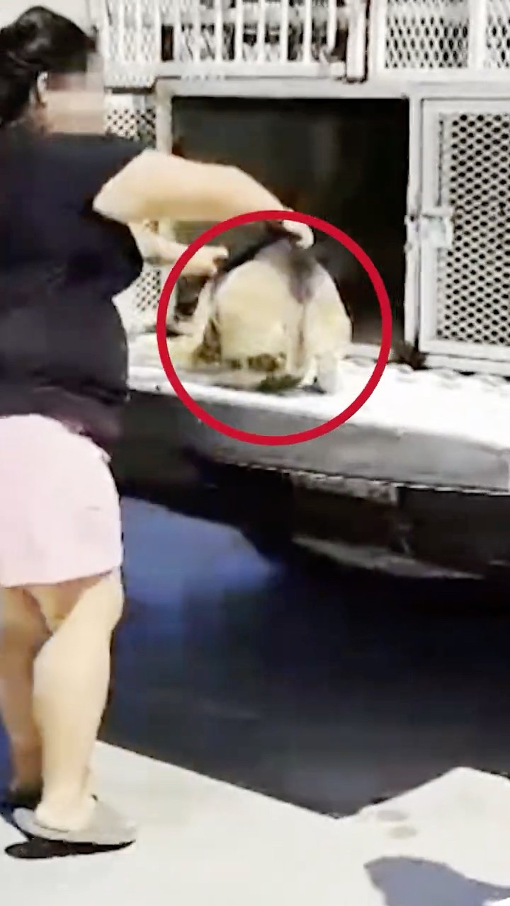 ¿Un lugar seguro a donde abandonar a tus perritos?