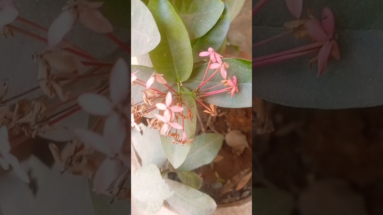 No Like No Comment 😤 | Going To Thana 🚔 | Viral Funny Video