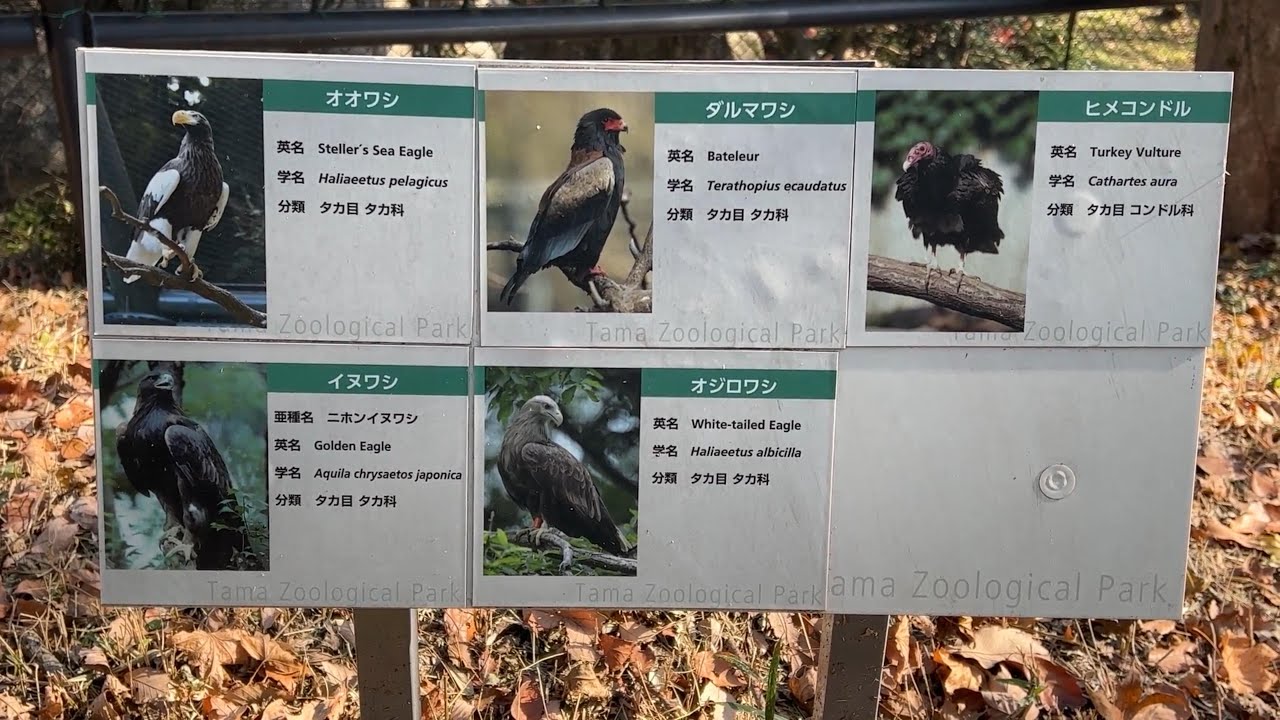 番外編 フライングケージ 猛禽類が複数種類展示されています