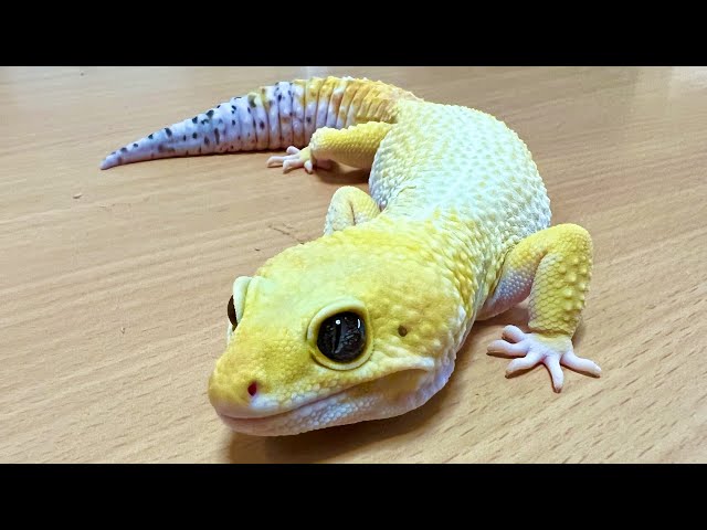 ぷっくりちびハートレオパレザー No.474 ぷっくりちびハートレオパ