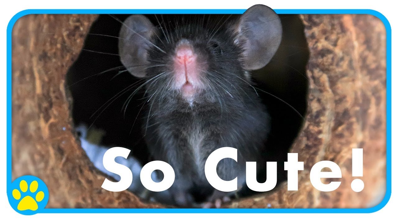 petco hours Meet Zinc | Our First Mouse | Zinc's Story