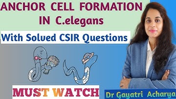 ANCHOR CELL FORMATION IN C.elegans// Developmental Biology// Dr Gayatri Acharya