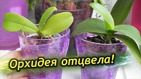 Орхидея ОТЦВЕЛА, что делать дальше с цветоносом? Уход после цветения!