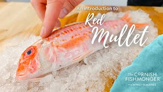 An introduction to Red Mullet