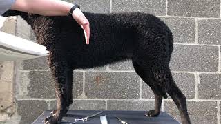 Trimming the CurlyCoated Retriever ribcage and underline
