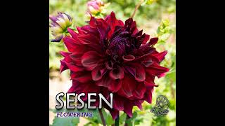 Sesen - Flowering (Original Mix) 2024