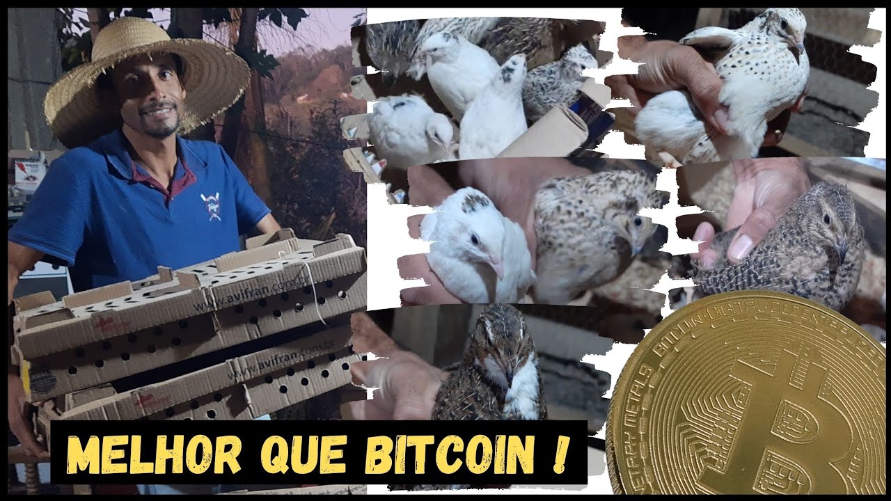 Investindo Sem Medo-Comprei + um Lote de Codorna GIGANTE #sustentabilidade @TILAPIAMinhaVida