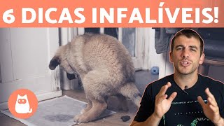 Como ensinar o cachorro a fazer suas necessidades no lugar certo 💩🐶 (6 dicas!)