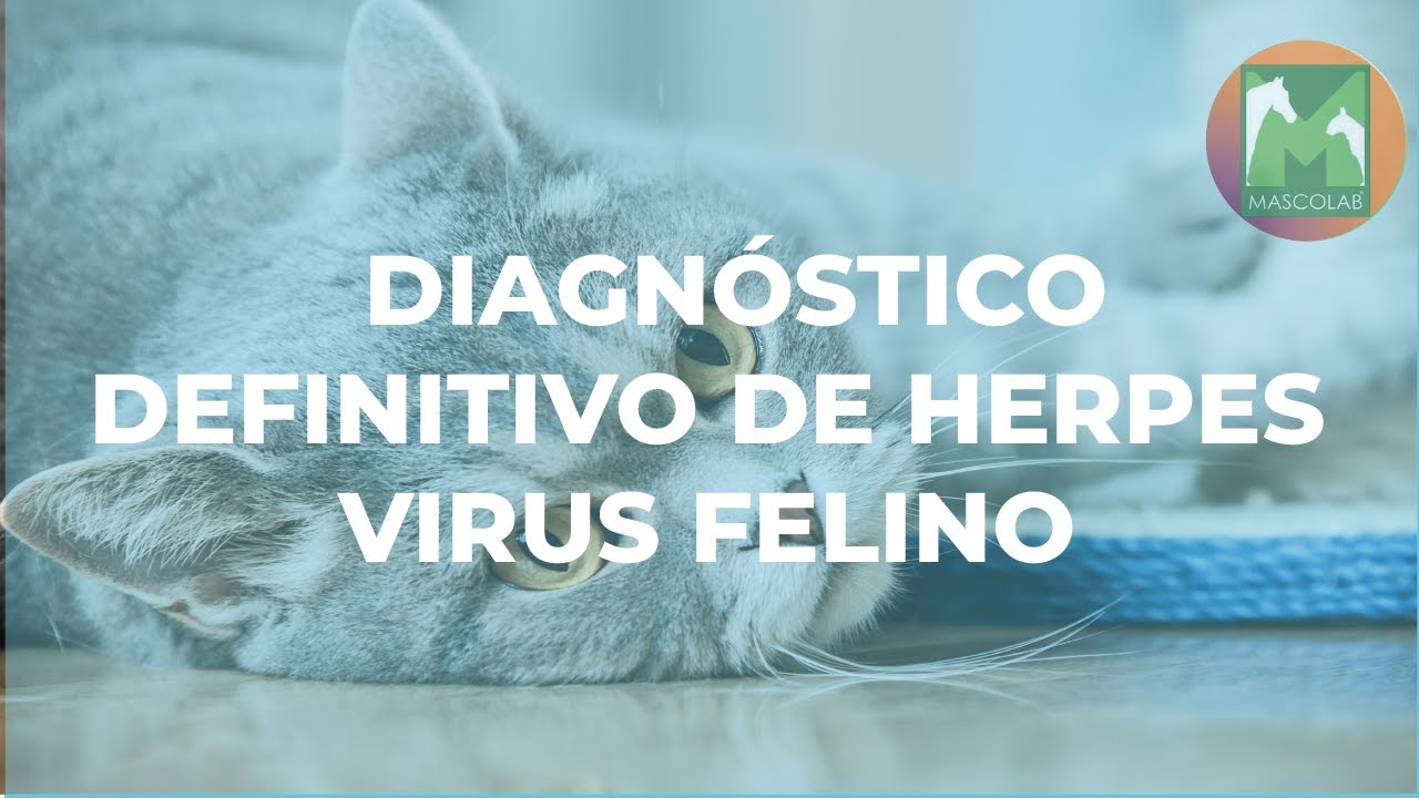 Diagnóstico de Laboratorio de Herpes Virus Felino / GUÍA DE DIAGNÓSTICO DE LAB VET