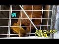 お気に入りの「ガス管」 Lion (ライオン) 多摩動物公園