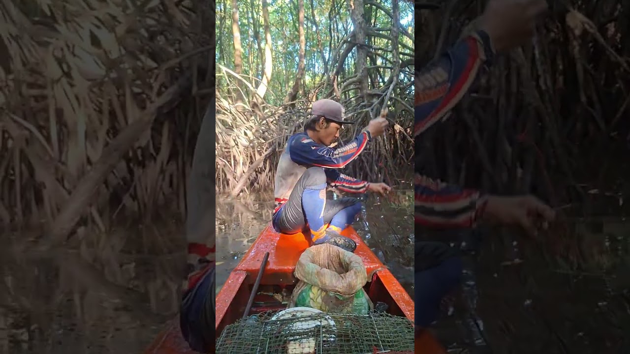 หาปูดำ/ยกลอบep94 12ค่ำ.      #หาปูในป่าชายเลน #crabhunter 