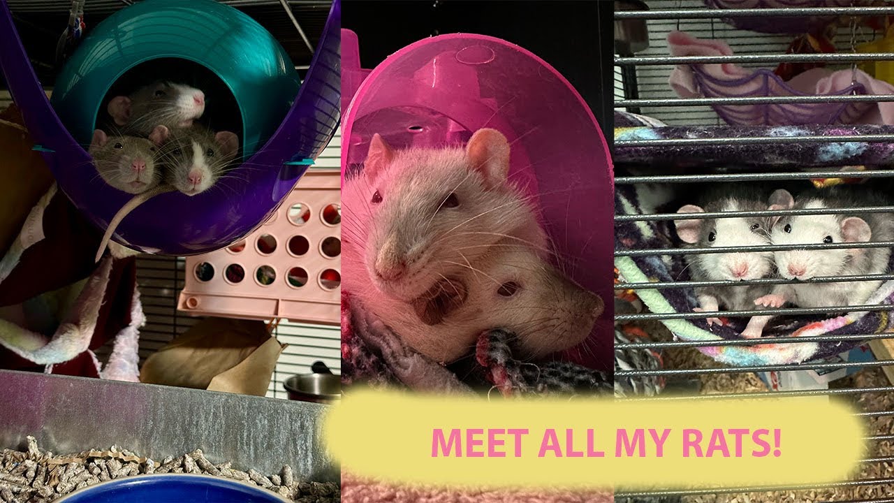 Meet All My Rats (2025) - YouTube