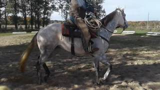 Navaha trot in ring