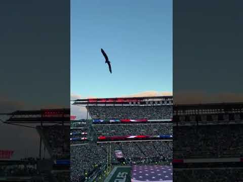 Fly Eagle Fly... Playoff Edition #shorts