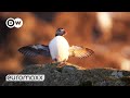 Puffins Returning From The Open Sea To Breed | Puffin Day On Lovund, Norway | DW Euromaxx