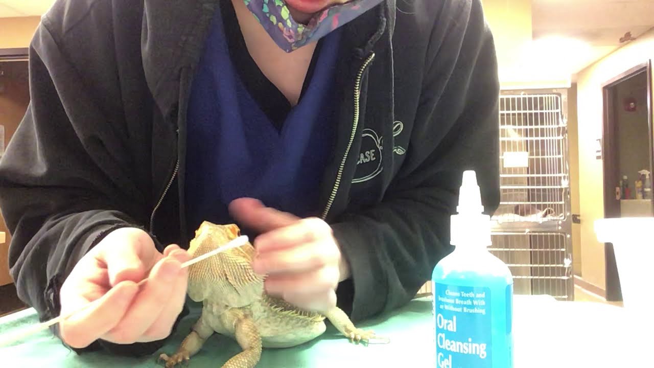 How to apply Maxigard for your lizard - YouTube