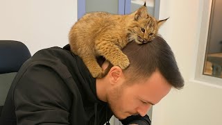 Download Lagu This Rescue Bobcat Cub Loves Me More Than Anything Else- Now My Life Is Amazing MP3 Download Lagu This Rescue Bobcat Cub Loves Me More Than Anything Else- Now My Life Is Amazing MP3