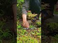 古民家リフォーム〜アスファルトの苔を移植してみた