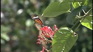 Miniatura del video "Guarania - Panambi Vera - (Jose Asuncion Flores)"