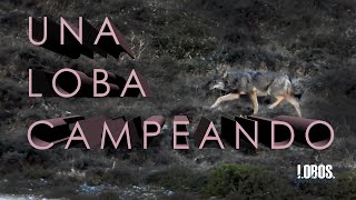 Lobos de Galicia. Una loba campeando, Lobo ibérico (Canis lupus signatus)