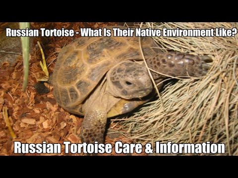 Video: Adakah kura-kura hermann perlu berhibernasi?