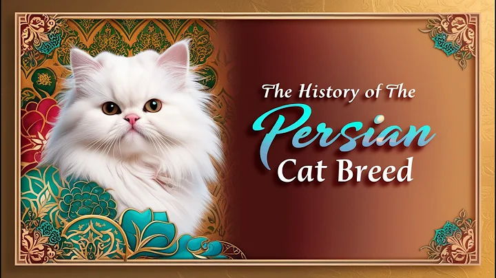 Video 10307411: persian cat breed, persian cat healthy, persian cat live