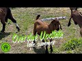 Update on the homestead | vlog