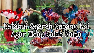 Cara Membedakan Cupang Koi.Galaxy.Emerald.Candy dan Multicolor