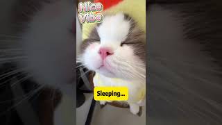 Hypnotic Floof Hypnosis Stare Into This Dreamy Snoot & Feel Your Brain Melt...